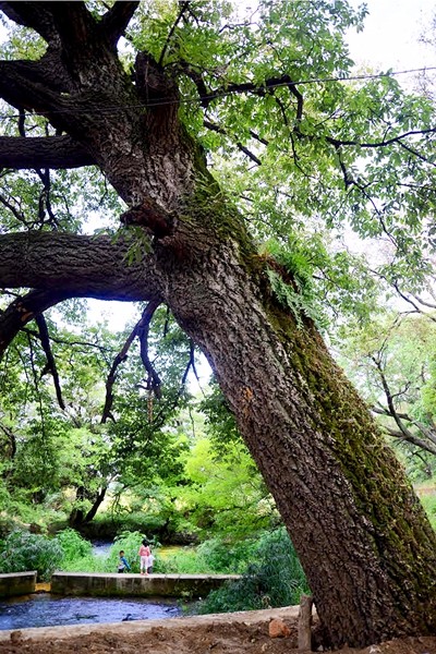 桑岭村南古树群.jpg