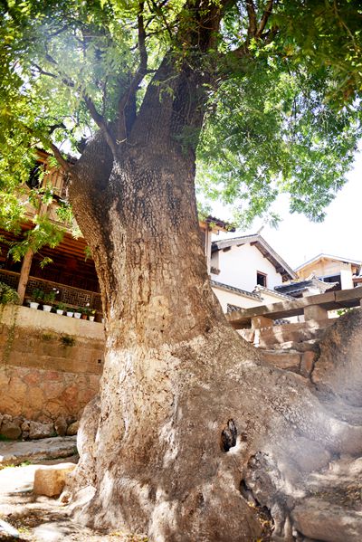 寺登村古树_副本.jpg