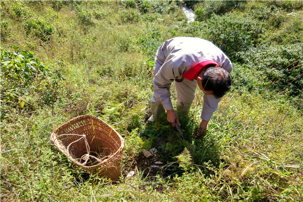 1.采集药草.jpg