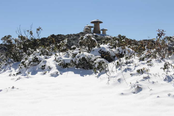 欲赏漫山杜鹃红  待到雪化春来时_副本.jpg