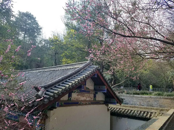 7.人间二月芳菲来， 山寺樱花始盛开。_副本.jpg