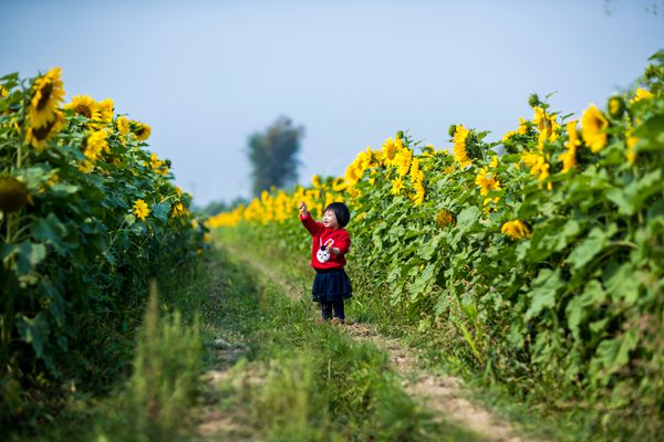 向阳花开春意闹，无边光景日日新_副本.jpg