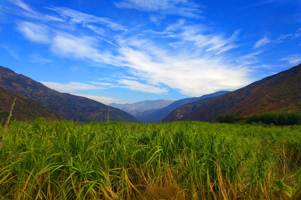 甘蔗林：碧云天“翠绿地”，一年一季“终长成”。2.jpg