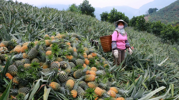 河口  收获菠萝.jpg