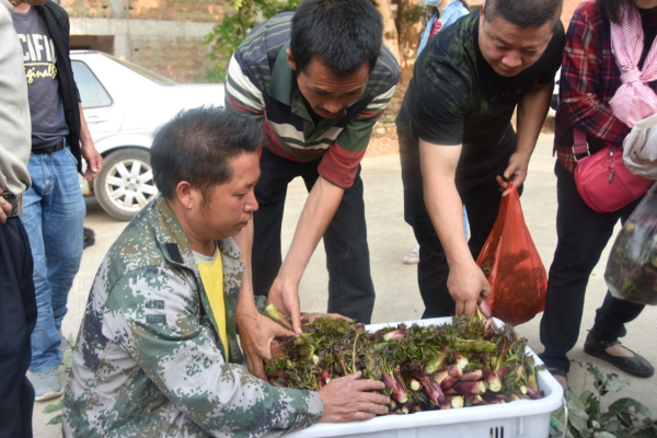 市民通过新闻媒体得知树头菜上市的消息后，纷纷驱车前往薄竹镇摆依寨采购新鲜的树头菜.jpg